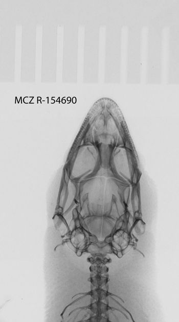 Media type: image;   Herpetology R-154690